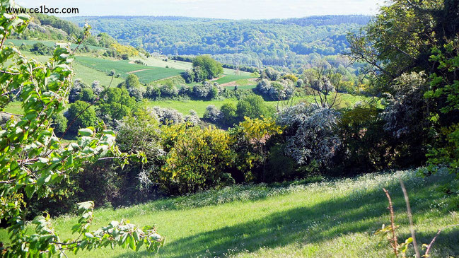 Près de la ville d'Eu, la forêt