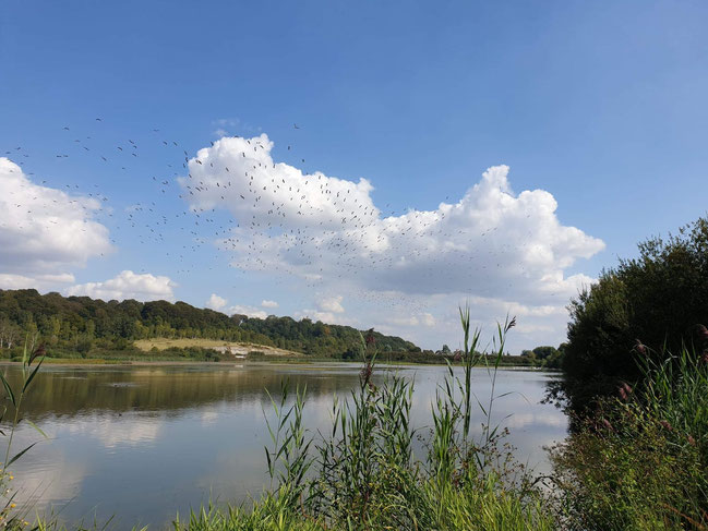 réserve naturel-nature-famille-amis-entreprise-sortir en baie de somme-profiter-temps libre-canal de la somme-vélo route-chemin de halage-hortillonnage-abbeville-electric bicycles-scooters-elektrofahrräd-elektroroller-elektrische fiets-elektrische step 