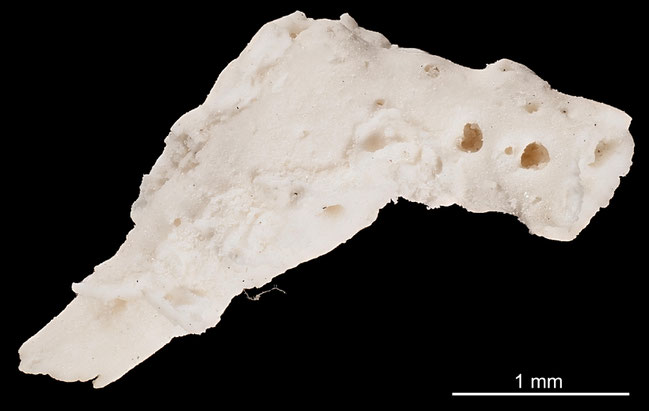 Senckenberg, Bryozoa, Bryozoen, Moostierchen, Sammlung Voigt