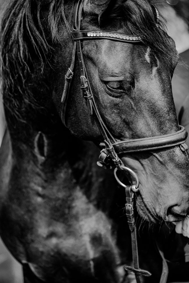 Pferdefotografie Portfoliotag Verena Dechant