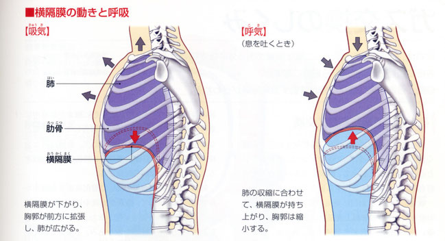 「ぜんぶわかる人体解剖図」　成美堂出版から