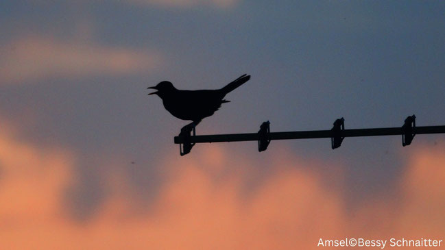 Amsel auf der Antenne von Bessy Schnaitter