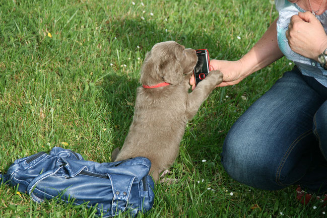 Frühprägung auf elektronische Medien für den fortschrittlichen Hund :o))