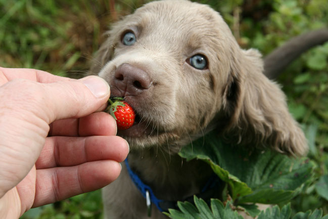 Lecker, Erdbeeren frisch aus dem Garten