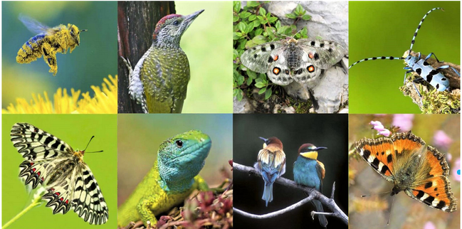 Welttag des Artenschutzes, 03.03., verschiedene Arten, Vögel, Reptilien, Insekten
