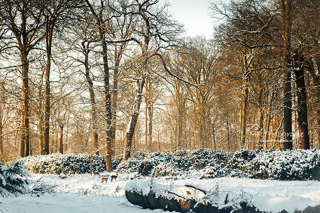 Hertjes aan de bos de besneeuwde bosrand van het Lockhorster Bos