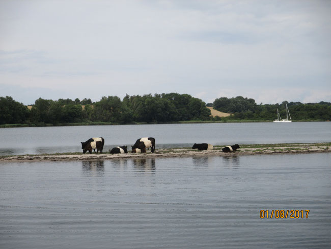 Spannungsgeladende Einfahrt in die Meerenge, die Dyvig ;-)