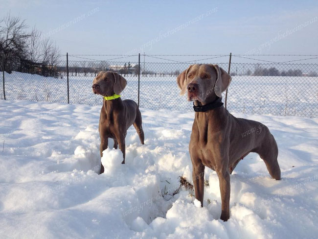 Allevamento Weimaraner Grey Velvet Weimaraner