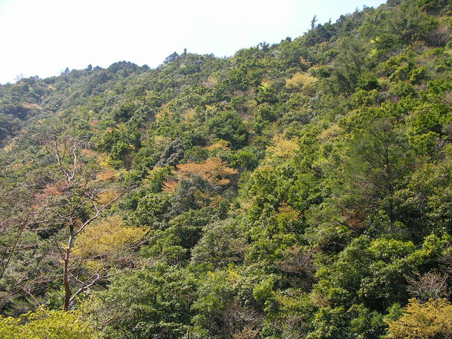 大塔山の自然林（二次林）