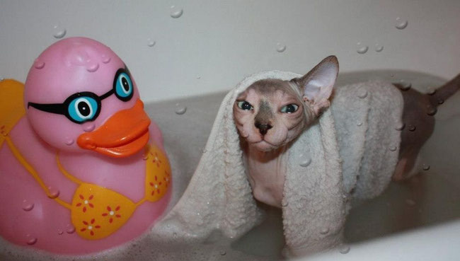 Nacktkatze Sphynx