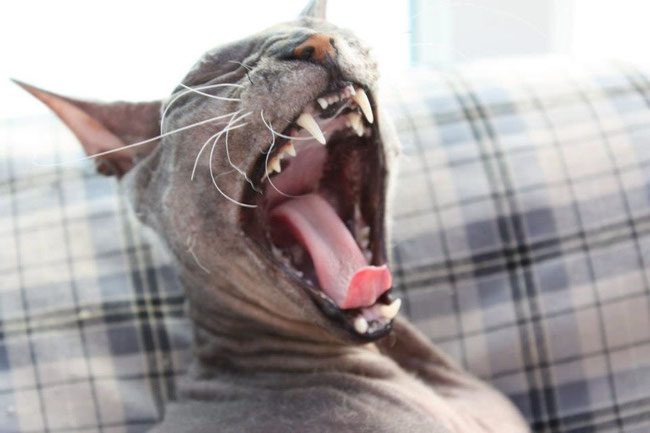 Nacktkatze Sphynx