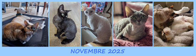 5 photos of November 2025 (2 aexquo)