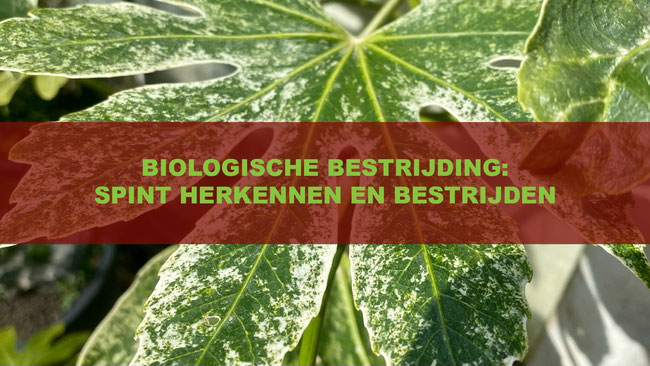 Het herkennen en bestrijden van spint