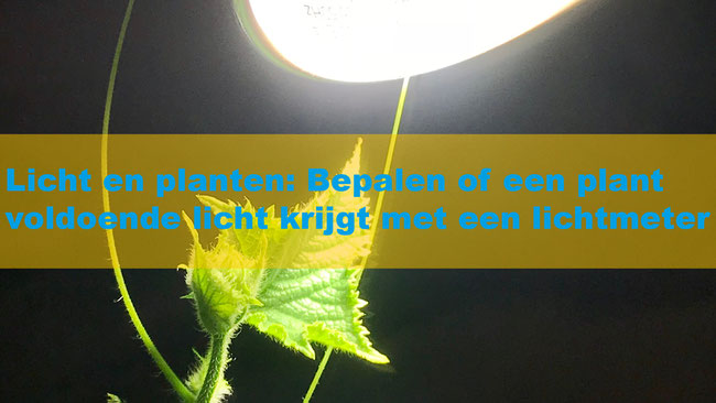 Licht en planten: Bepalen of een plant voldoende licht krijgt met een lichtmeter