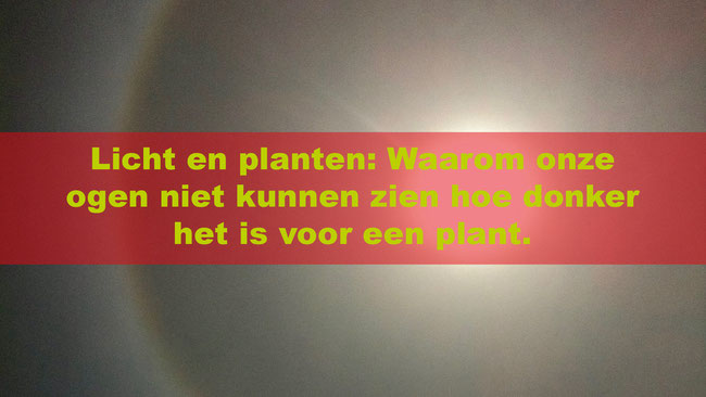 LICHT EN PLANTEN, WAAROM ONZE OGEN NIET KUNNEN ZIEN HOE DONKER HET IS VOOR EEN PLANT
