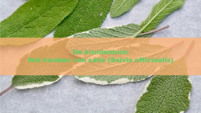 De kruidentuin: Het kweken van salie (Salvia officinalis)