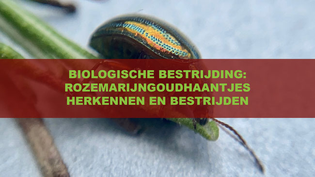 Het herkennen en bestrijden van het rozemarijngoudhaantje (Chrysolina americana)
