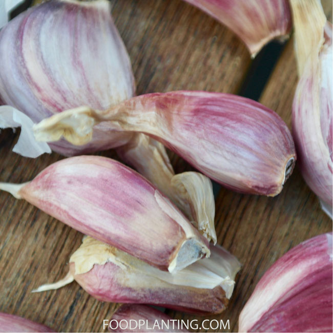 allicine, knoflook, slakken