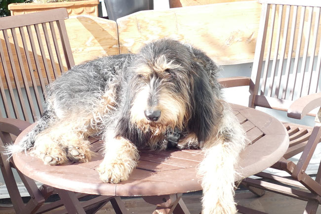Hier sieht man Mafalda , wie sie auf einem Tisch im Garten liegt 