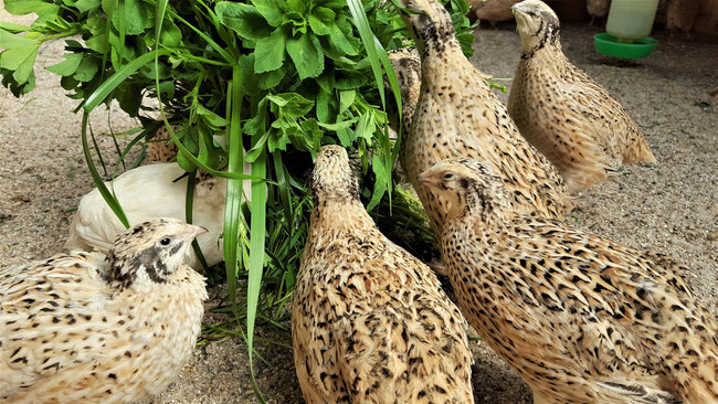 W A C H T E L T E O D E Garten Tierbedarf Schroeds Webseite