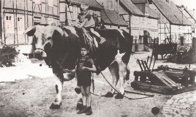 Josef Rengel und Josef Künkler mit Ochse Gormel 1941.  (Aus dem Buch "Alt Borgentreich in Bildern" von Bernhard Kösters)