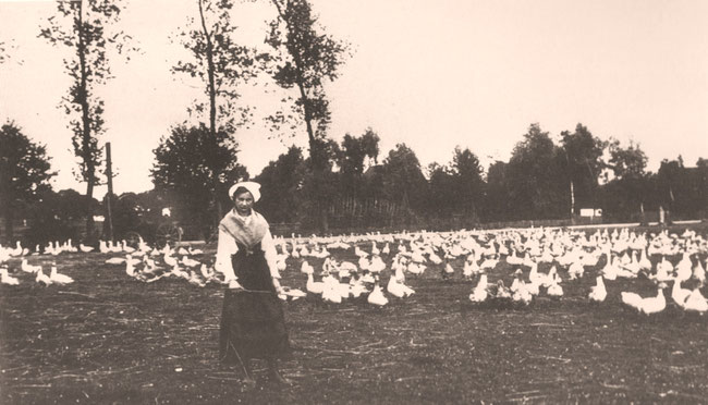 Gänseherde mit Hirtin 1918 auf dem Gelände des heutigen Sportplatzes. (Aus dem Buch "Alt Borgentreich in Bildern" von Bernhard Kösters)