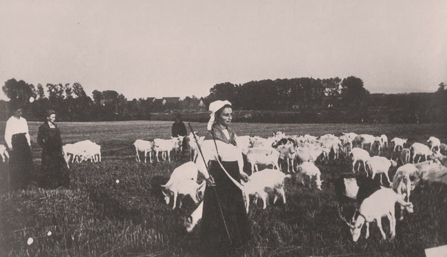 Ziegenherde 1918. (Aus dem Buch "Alt Borgentreich in Bildern" von Bernhard Kösters)