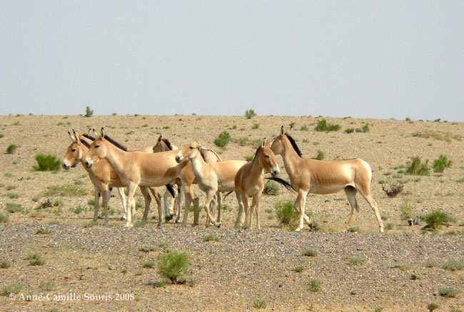 Group of khulans observed in the southeast Gobi in 2008. 