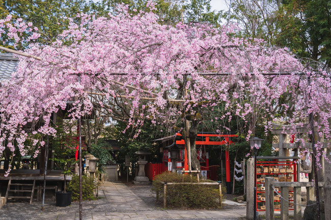 京都の桜「水火天満宮」紅枝垂れ桜