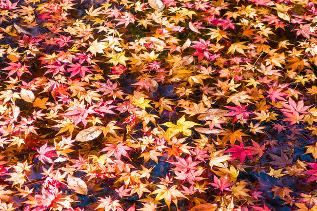 嵐山・常寂光寺の紅葉 池に浮かんだ紅葉の葉