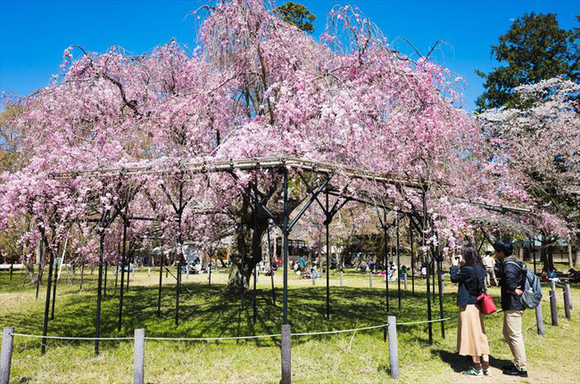 （京都桜の穴場）上賀茂神社の桜