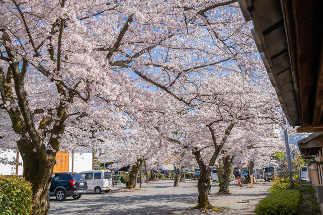 京都の桜「妙蓮寺」満開の桜