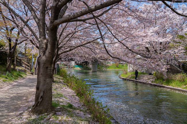 京都の桜「伏見十石舟」