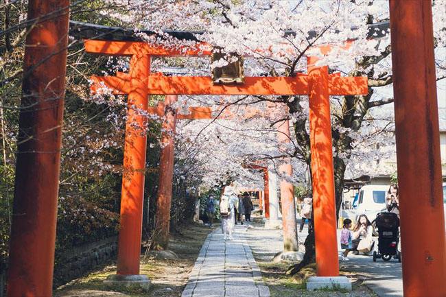 （京都桜の穴場）竹中稲荷神社の桜