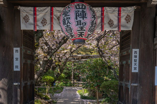 京都の桜「雨宝院」