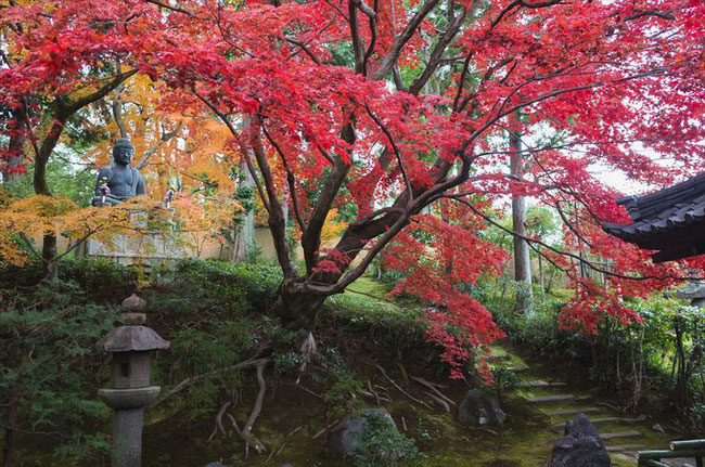 京都栄摂院の釈迦座像と紅葉