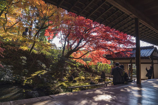 京都の穴場紅葉スポット栄摂院