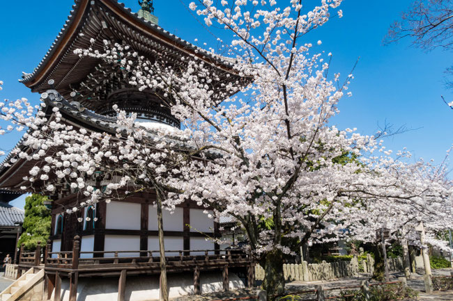 京都・本法寺の桜