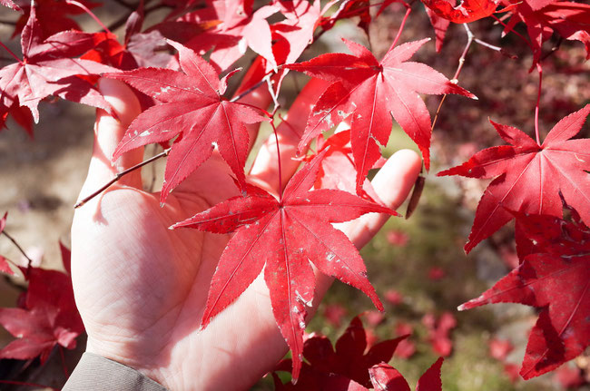 2018年嵐山 紅葉の葉の色 塩害？？