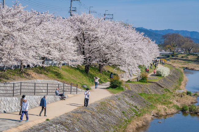 京都の桜「賀茂川」