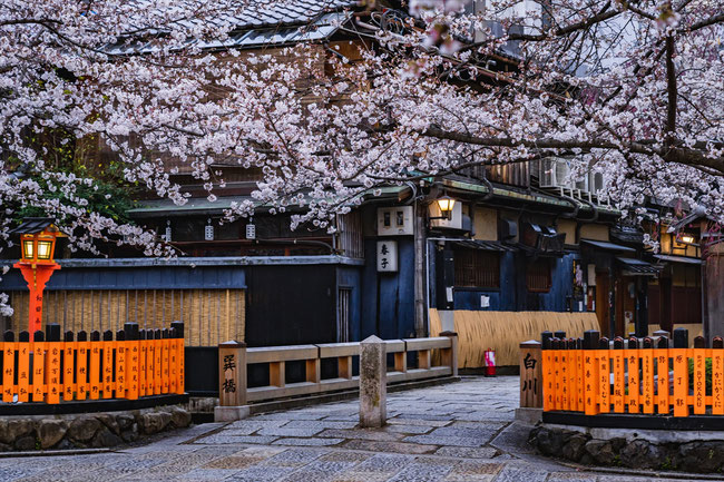 京都の桜「祇園白川」早朝のソメイヨシノ