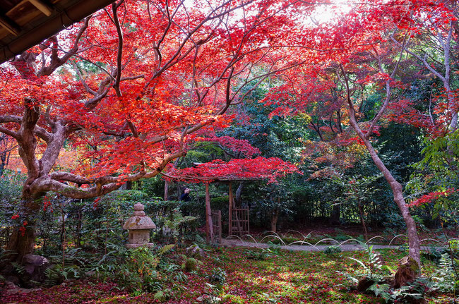 嵐山・厭離庵の紅葉