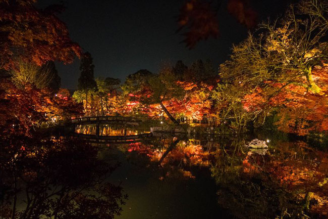  京都の紅葉ライトアップ　永観堂もみじ