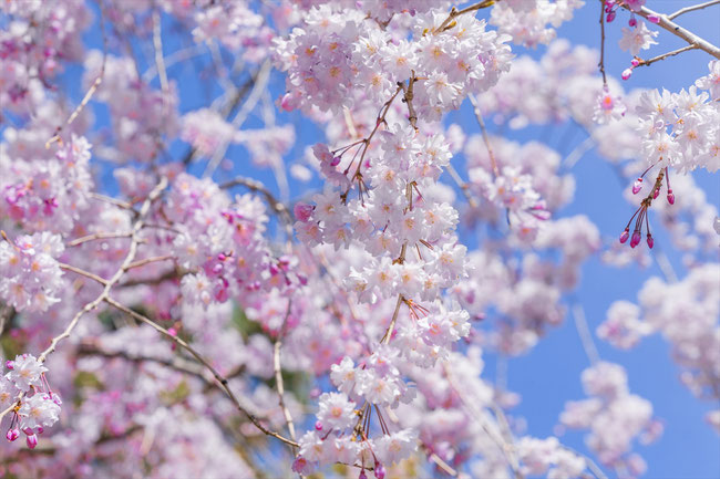 京都の桜「晴明神社」