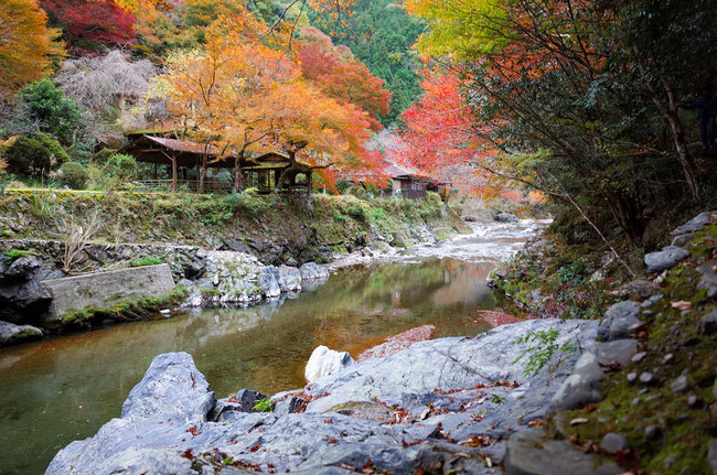 清滝 京都トレイル西山コース秋の紅葉