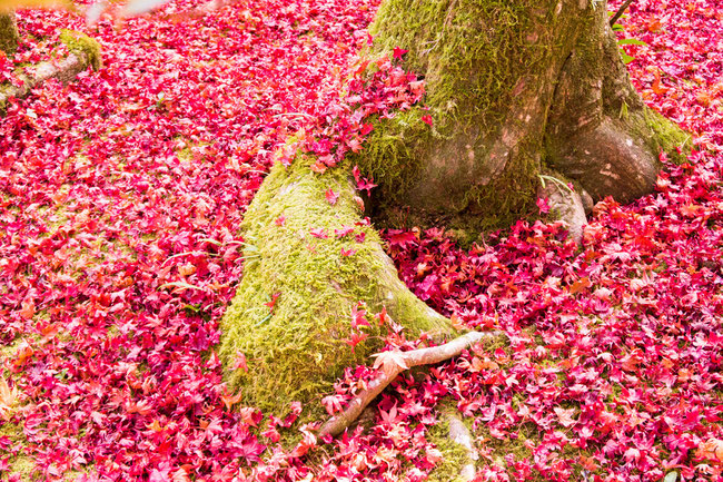 嵐山・常寂光寺の紅葉