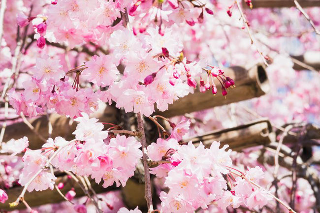 （京都桜の穴場）半木の道の桜