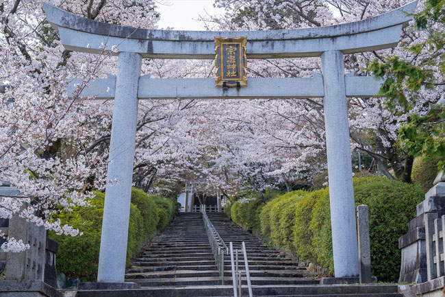 京都の桜「宗忠神社」