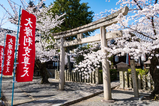 京都・本法寺の桜