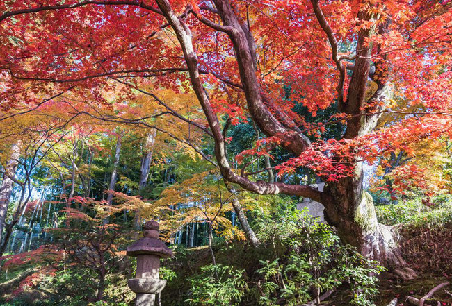 栄摂院の庭の紅葉